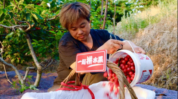 車厘子,不輸,櫻桃,小鎮,煙臺,國產 不輸進口車厘子 國產大櫻桃“紅”了山東煙臺小鎮