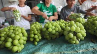 下凡,而今,玫瑰,昔日,葡萄,國民 昔日“貴族”而今國民，陽光玫瑰葡萄“下凡”記